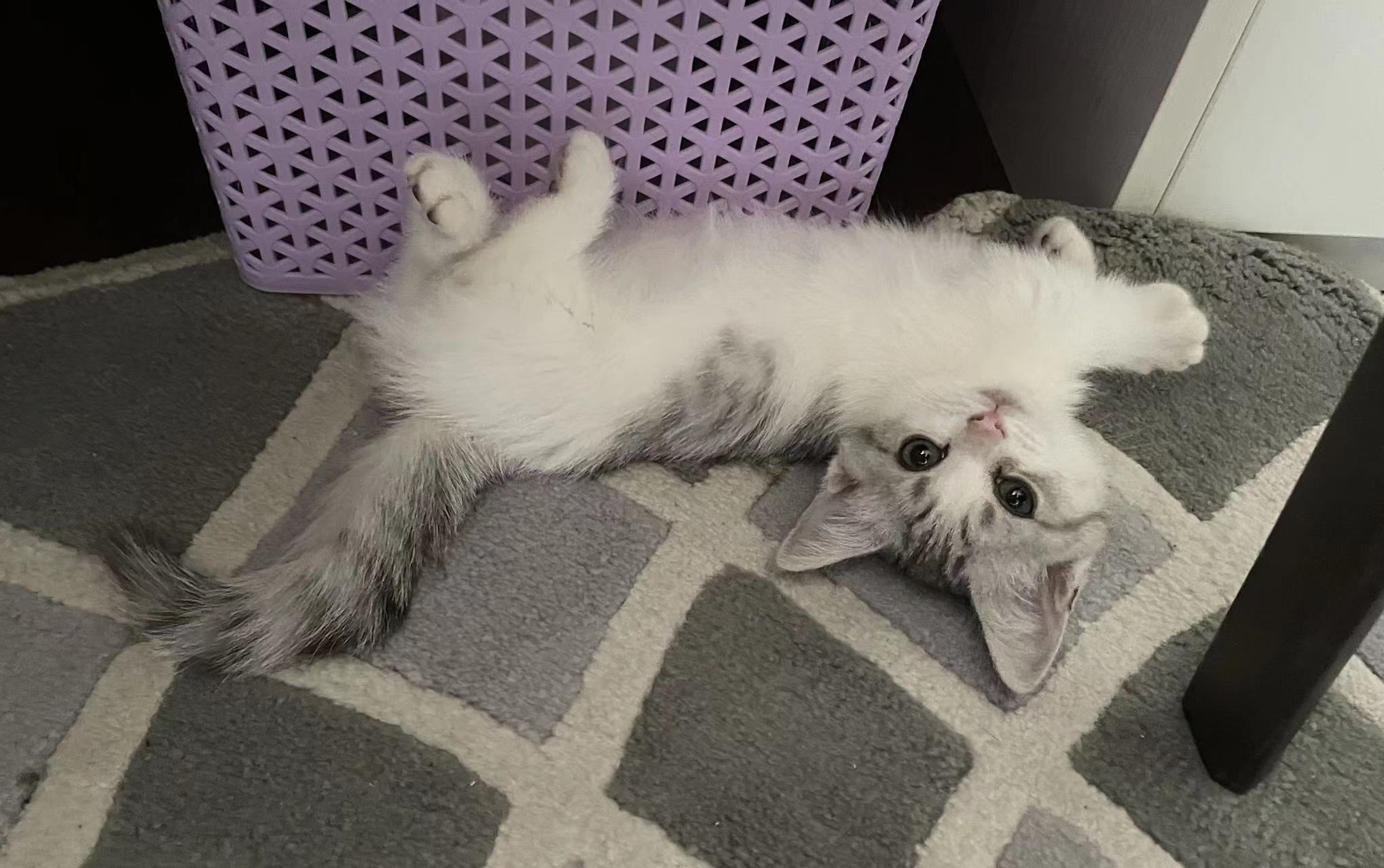 Pointer — Stretch