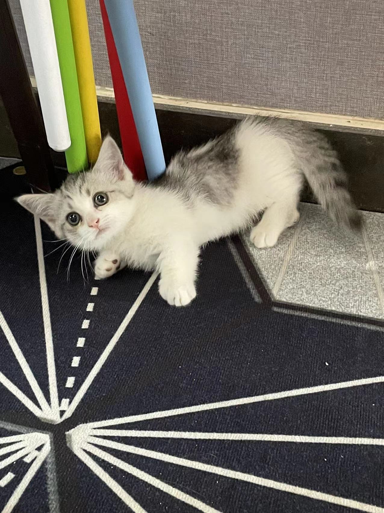 Pointer — Shocked